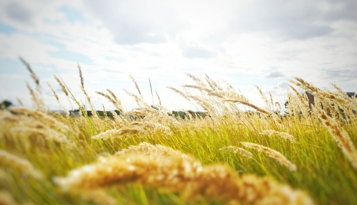 Emtia piyasasında ralli! Altın, dolar, Brent petrol, buğday fiyatları sarsıldı!