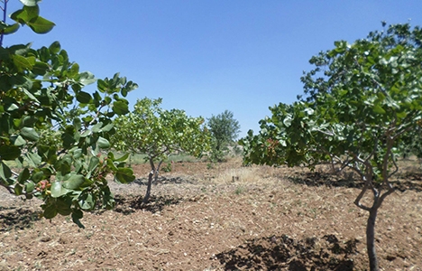 Şanlıurfa'da binlerce köylü yerinden olabilir!