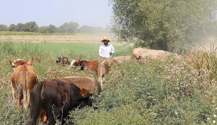 Çiftçiler müjde! Tarımsal destekleme ödemeleri hesaplara yattı!