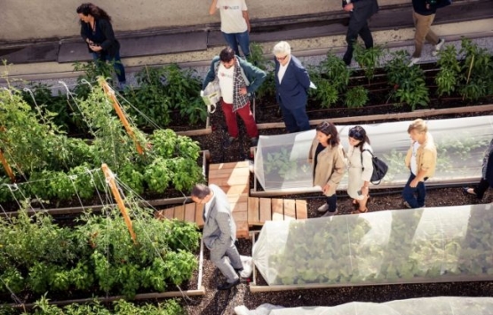 Paris çatılarında tarım!