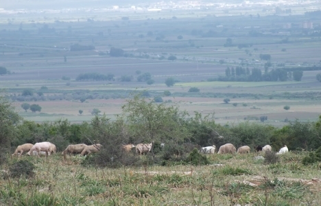Torbalı Ahmetli Köyü ihale ile satılacak!