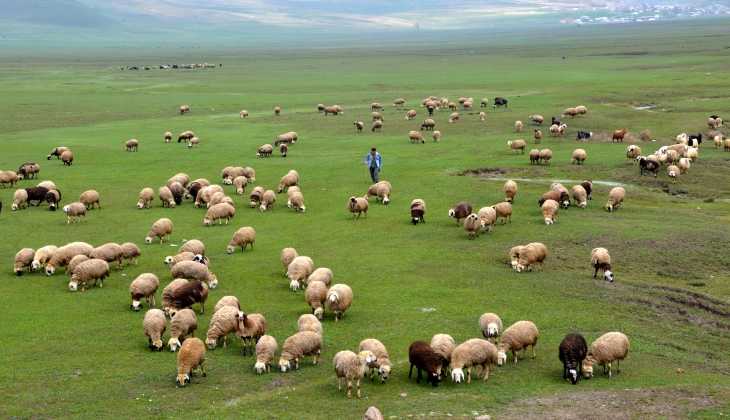 Türk çiftçisi dikkat! Resmen kuzu fışkırdı, koyunlarda verim katbekat katlandı
