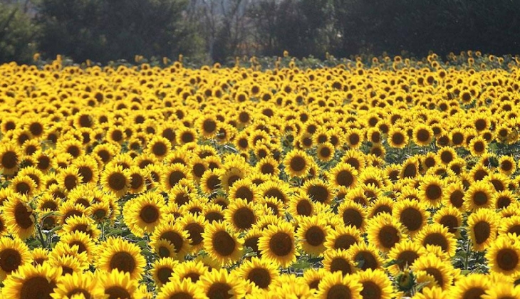 Trakya Birlik ayçiçeği ön alım fiyatını duyurdu!