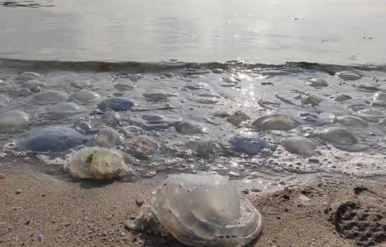 Prof. Dr. Melek Okyar dan müsilaj açıklaması! Marmara Denizi nde...