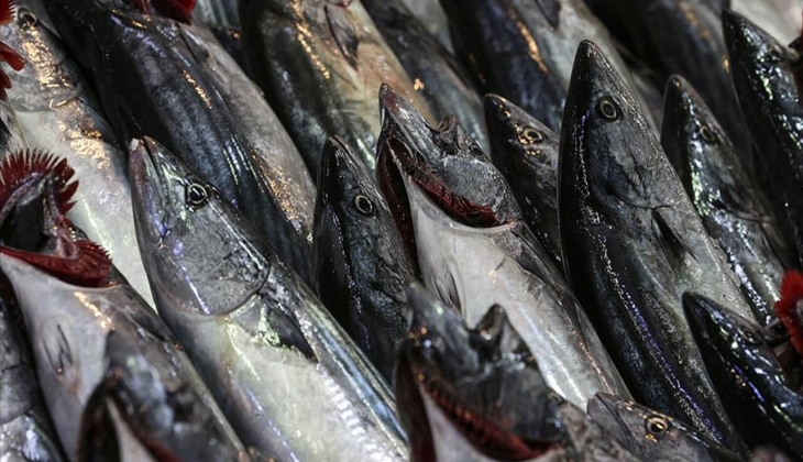 Palamut fiyatları dip yaptı! İstanbul Balık Hali'nde Palamut 10 TL!