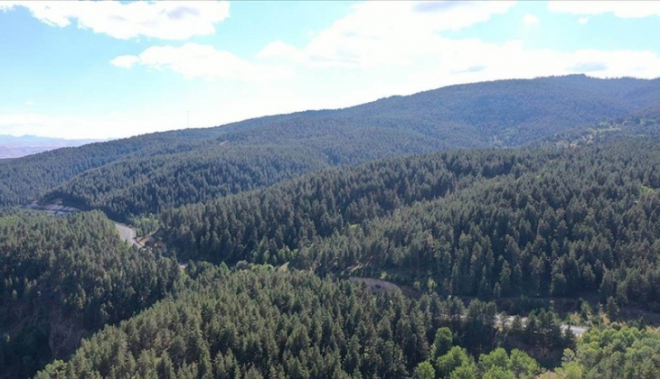 Ekoturizm imarında kişisel konut yapılabilir mi? Ünlü avukat açıkladı! Ekoturizmde nelere dikkat edilmeli?