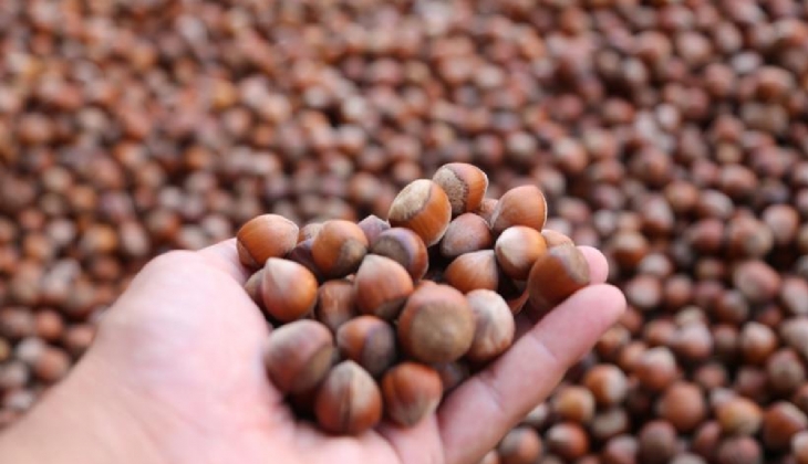 Toprak Mahsulleri Ofisi (TMO) fındık fiyatları belli oldu mu? 2023 fındık fiyatları ne zaman açıklanacak?