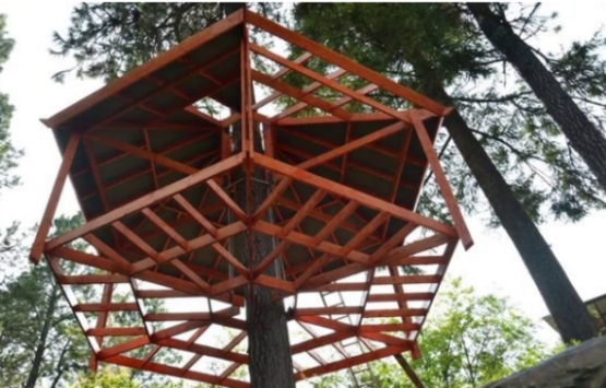 ABD deki ağaç ev görenleri hayran bırakıyor!