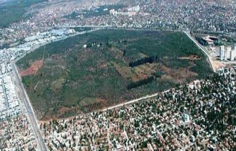 Antalya Vakıflar Zeytinliği projesi hazırlandı!