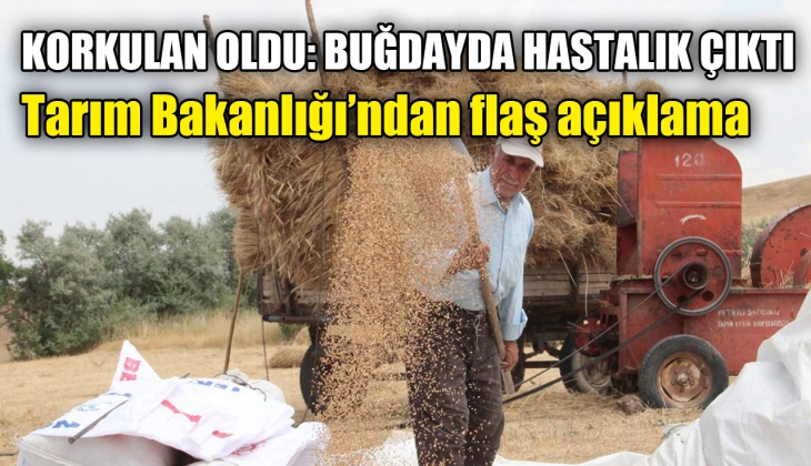 Buğday'da korkulan oldu: Hastalık çıktı! Tarım ve Orman Bakanlığı'ndan flaş açıklama