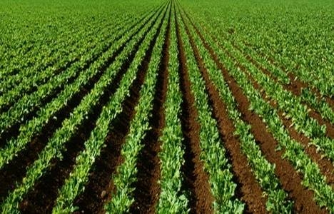 Miras kalan tarla tapusu nasıl alınır?