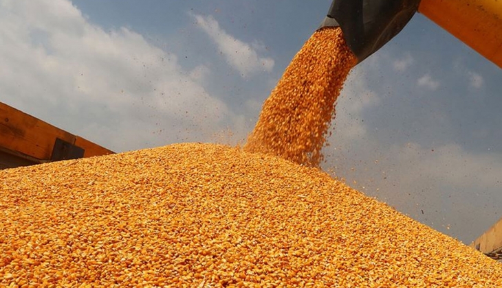 Mısır alım fiyatlarında son dakika! Resmen açıklandı! Mısır fiyatları bugün kaç TL? 23 Ağustos 2022 mısır fiyat listesi.