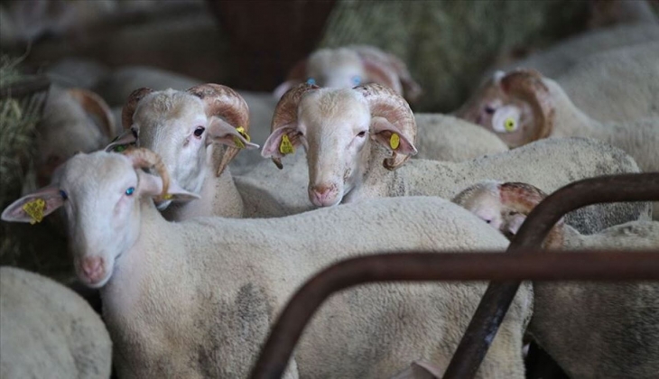 Kurbanda Tarım İşletmeleri indirimi! Yüzde 20 daha ucuza satılıyor!