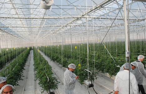 Adıyaman'da tekstil fabrikasının atık buharıyla 5 dönümlük sera ısıtılıyor!