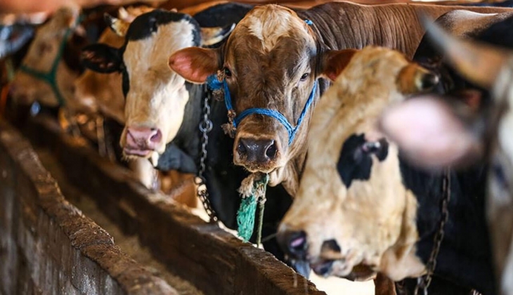 Kurbanlık fiyatları açıklandı! İşte Migros, A101, Carrefoursa, BİM 14 Haziran 2022 kurbanlık fiyat listesi