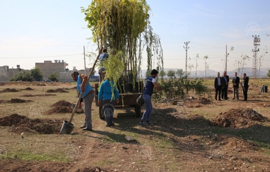 Şanlıurfa Haliliye de yeni yapılacak binalar için fidan dikme zorunluğu!