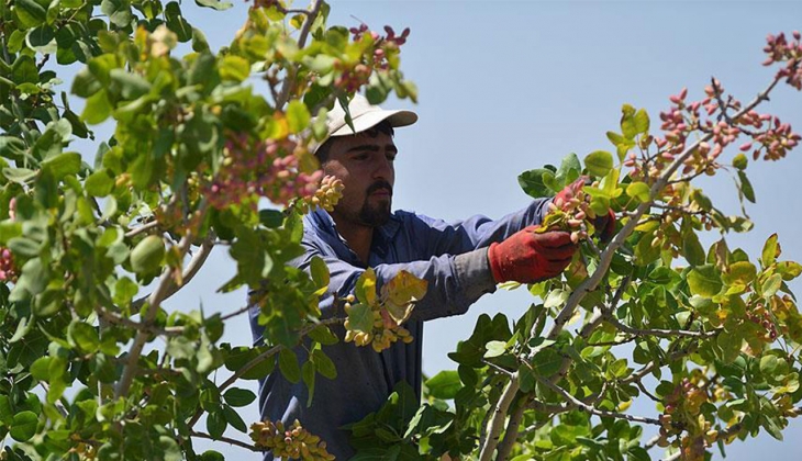 Kilosu 170 TL oldu! Kimsenin gözüne uyku girmiyor