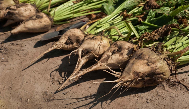 Son Dakika! Şeker Pancarı alım fiyatı belli oldu!