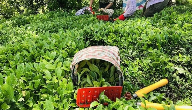 Çaykur dan önemli açıklama! Seçimin sağlığı için... 