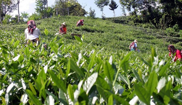 Migros ta Çaykur çay, Lipton ve Doğadan çay markalarında dev indirim! Bu fiyatlar kaçmaz! 6 Temmuz 2022 fiyat listesi