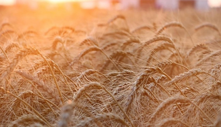 Tahıl Koridoru yla buğday fiyatları yarıya düştü! Buğday alım fiyatları açıklandı mı? Borsa borsa son fiyatlar!