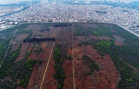 Antalya Vakıf Çiftliği, Zeytinpark oldu!
