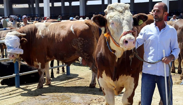 İl il küçükbaş ve büyükbaş kurbanlık fiyatları belli oldu: Kurbanlık canlı hayvan kilo fiyatları 2024!