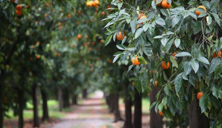 Narenciye ihracatı 900 milyon doları buldu!