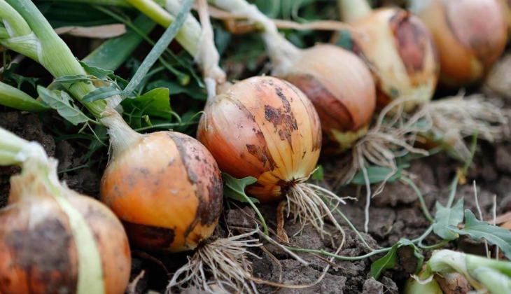 Türk mutfağının olmazsa olmazı soğan fiyatları işte bu yüzden çıkıyormuş
