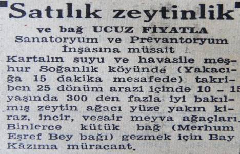 1943 yılında Kartal Soğanlık'ta 25 dönüm zeytinlik satılacakmış! 