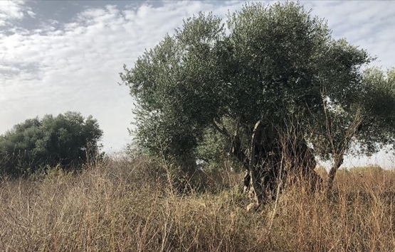 Satılık zeytinliklere Kovid-19 talebi!