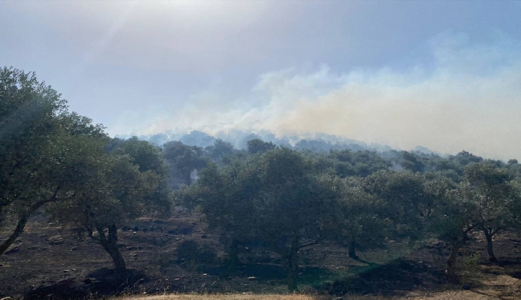 İzmir-Aydın sınırında zeytinlikler için ÇED süreci başlatıldı!