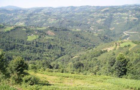 Orman vasıf tayini!