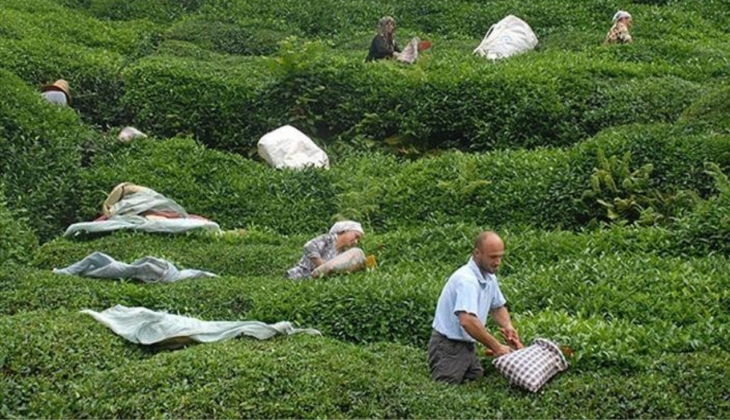 Çay fiyatlarında sürpriz indirim kararı! 1 kilosu 53 TL’ye gidiyor... Duyan kapış kapış ediyor!