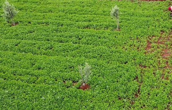 Tekirdağ Süleymanpaşa da 9.5 milyon TL ye icradan satılık tarla!