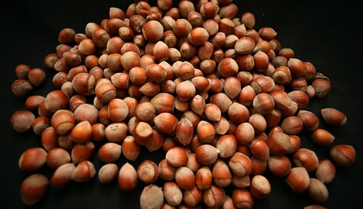 Fındık kaç TL oldu? Şu an fındık fiyatı ne kadar? İşte 3 Haziran 2023 güncel fındık fiyatları!