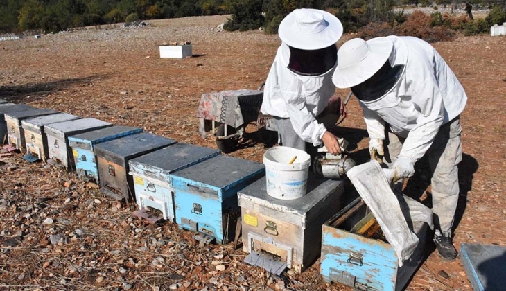 Deprem bölgesindeki arıcılara verilecek destek belli oldu! İşte detaylar…