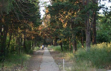 Validebağ Korusu Büyükşehir' e mi devrediliyor?