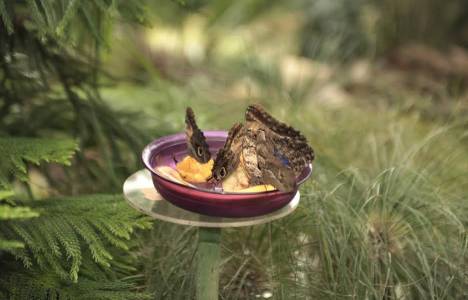 Beykoz Belediyesi meclis üyelerinden Kelebek Çiftliği’ne ziyaret! 
