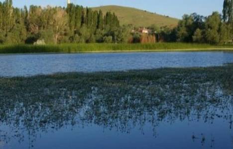 Seyfe Gölü kelebeklere de ev sahipliği yapıyor! 