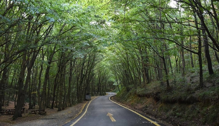 Türkiye'deki toplam orman alanı 2023'te 23 milyon 245 bin hektar oldu! İşte Türkiye'nin en yeşil kenti