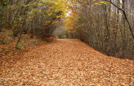 Çevre Mühendisleri Odası, Polonezköy'ün imara açılmasına itiraz edecek!