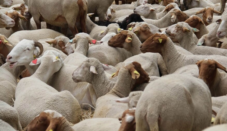 İl il küçükbaş ve büyükbaş kurbanlık fiyatları belli oldu: Kurbanlık canlı hayvan kilo fiyatları 2024!