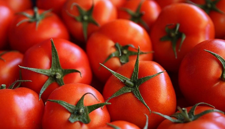 Salçalık domateslerin yanına yaklaşılmıyor! Salçalık domatese zam mı geldi?