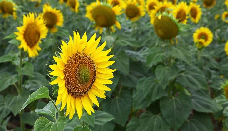 5 LT Ayçiçek yağında dev indirim! Yetişen kapıyor! İşte detaylar!