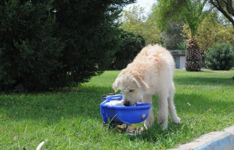 Aliağa'da park ve yeşil alanlara otomotik suluk sistemi kuruluyor!