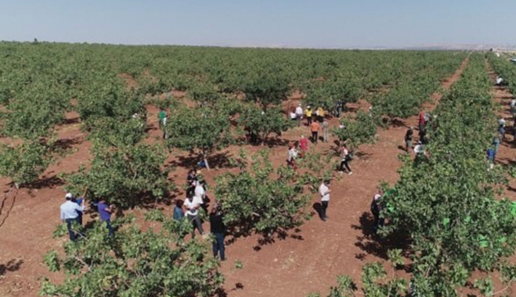 Kilosu 170 TL oldu! Kimsenin gözüne uyku girmiyor