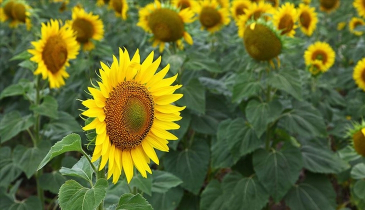 Ayçiçeğinde alım fiyatı üreticiyi üzdü