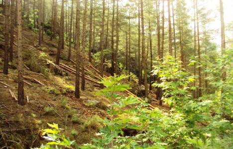 Amenajman planları kanun hükümleri!