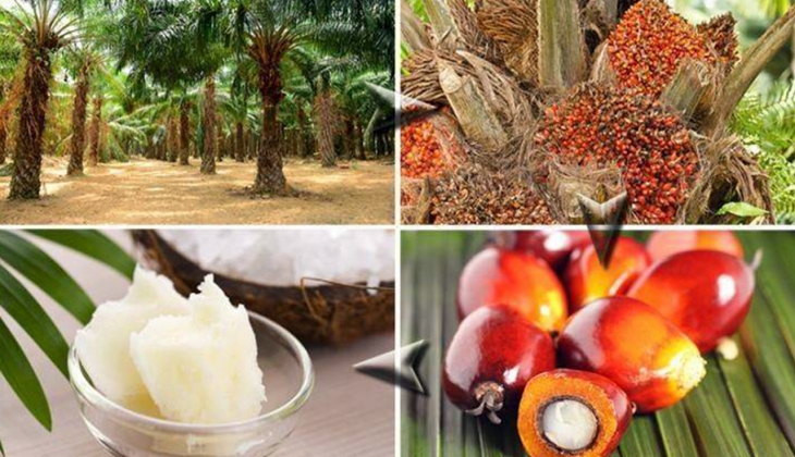 Savaş ülkeleri istemediği bir yere sürüklüyor! Yeniden palm yağına dönüş başladı